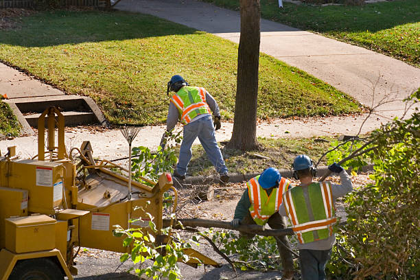 Tree Removal for Businesses in Blakely, PA